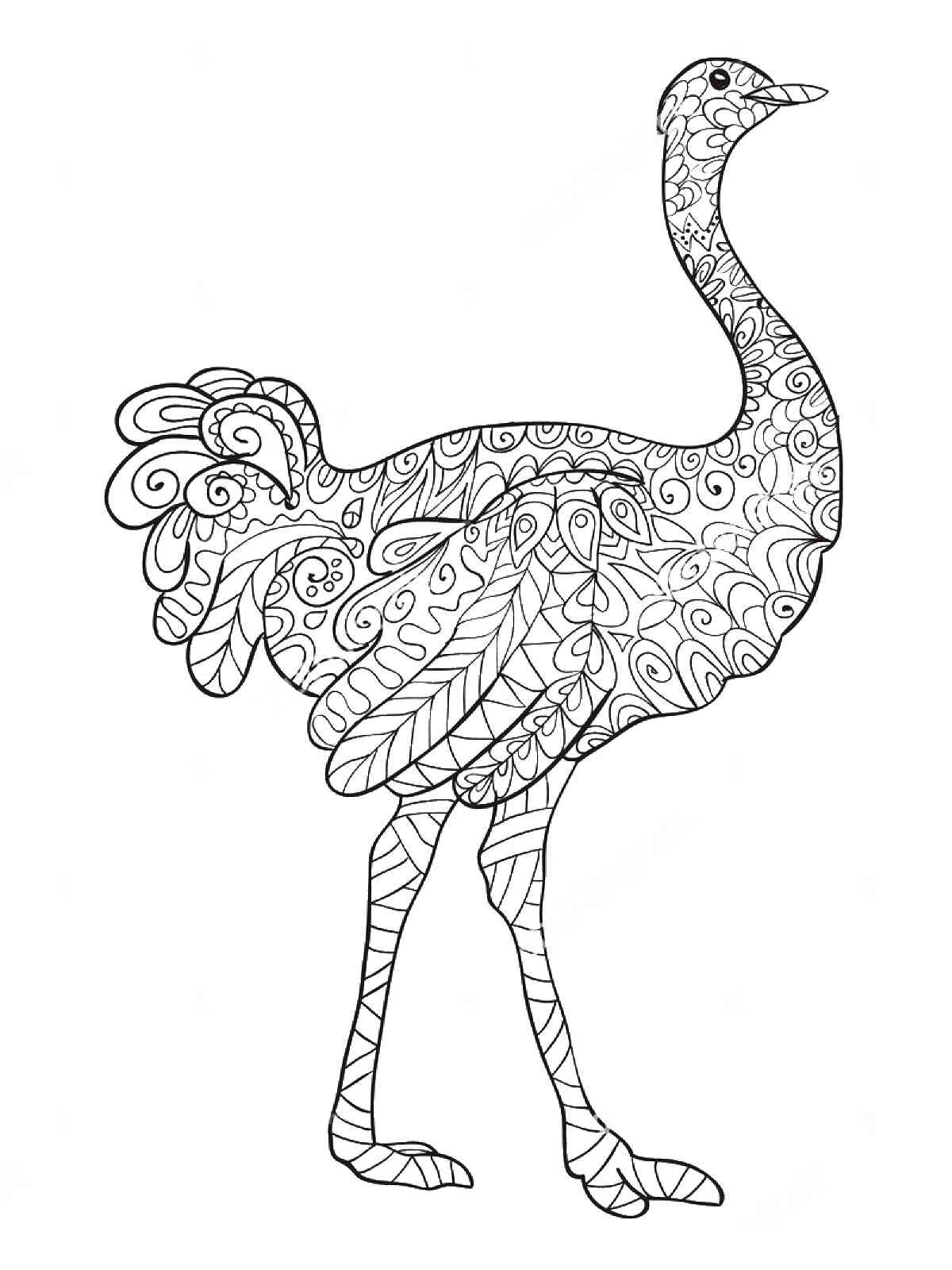 Ostrich coloring pages for adults