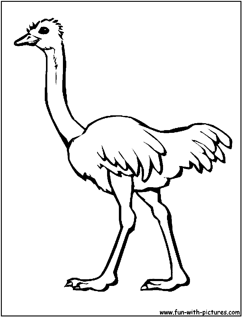 Ostrich coloring page