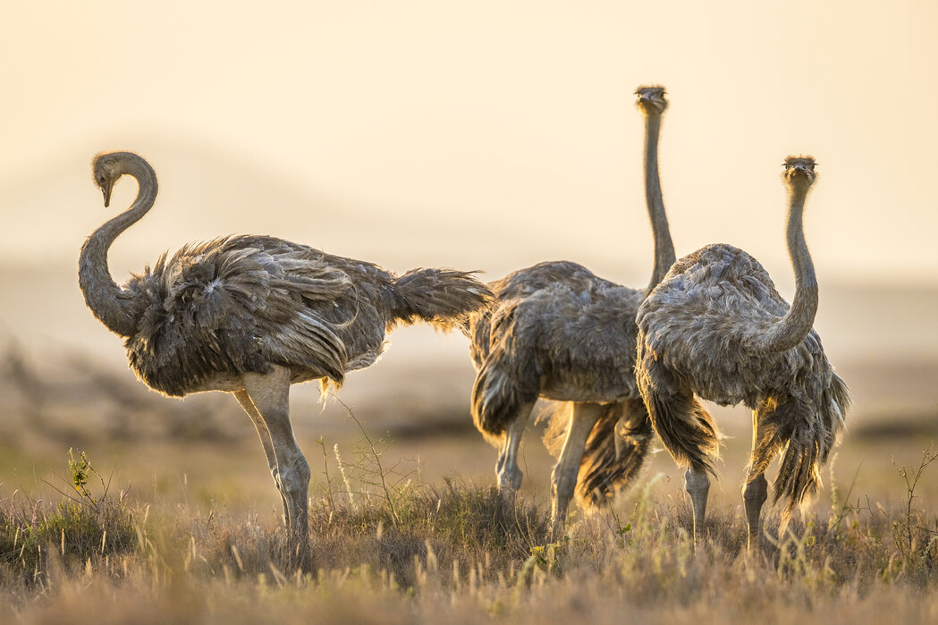 Download Free 100 + ostrich wallpaper