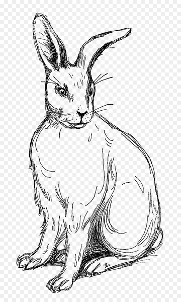 Free domestic rabbit easter bunny drawing