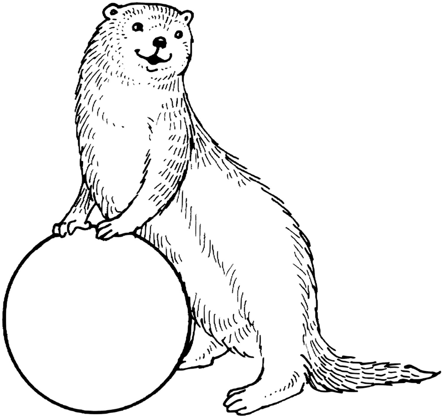 Otter coloring pages