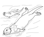 Otters coloring pages free coloring pages