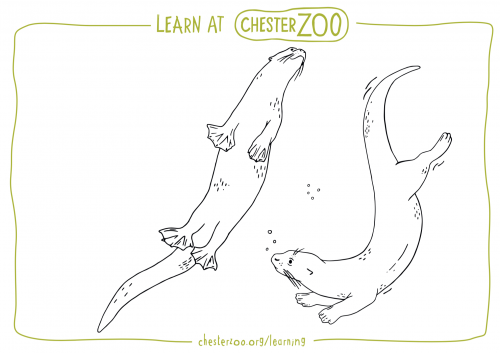 Otter colouring sheets