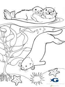 Sea otter awareness week detailed coloring pages animal coloring pages bird coloring pages
