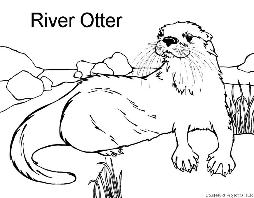 Otter coloring pages coloring pages little cute otter smiles stock vector art more and