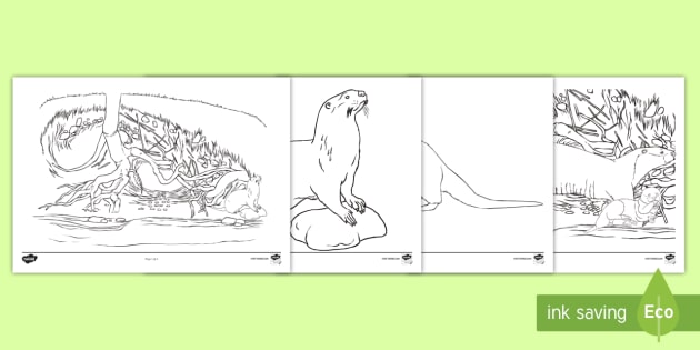 Otter coloring pages teacher