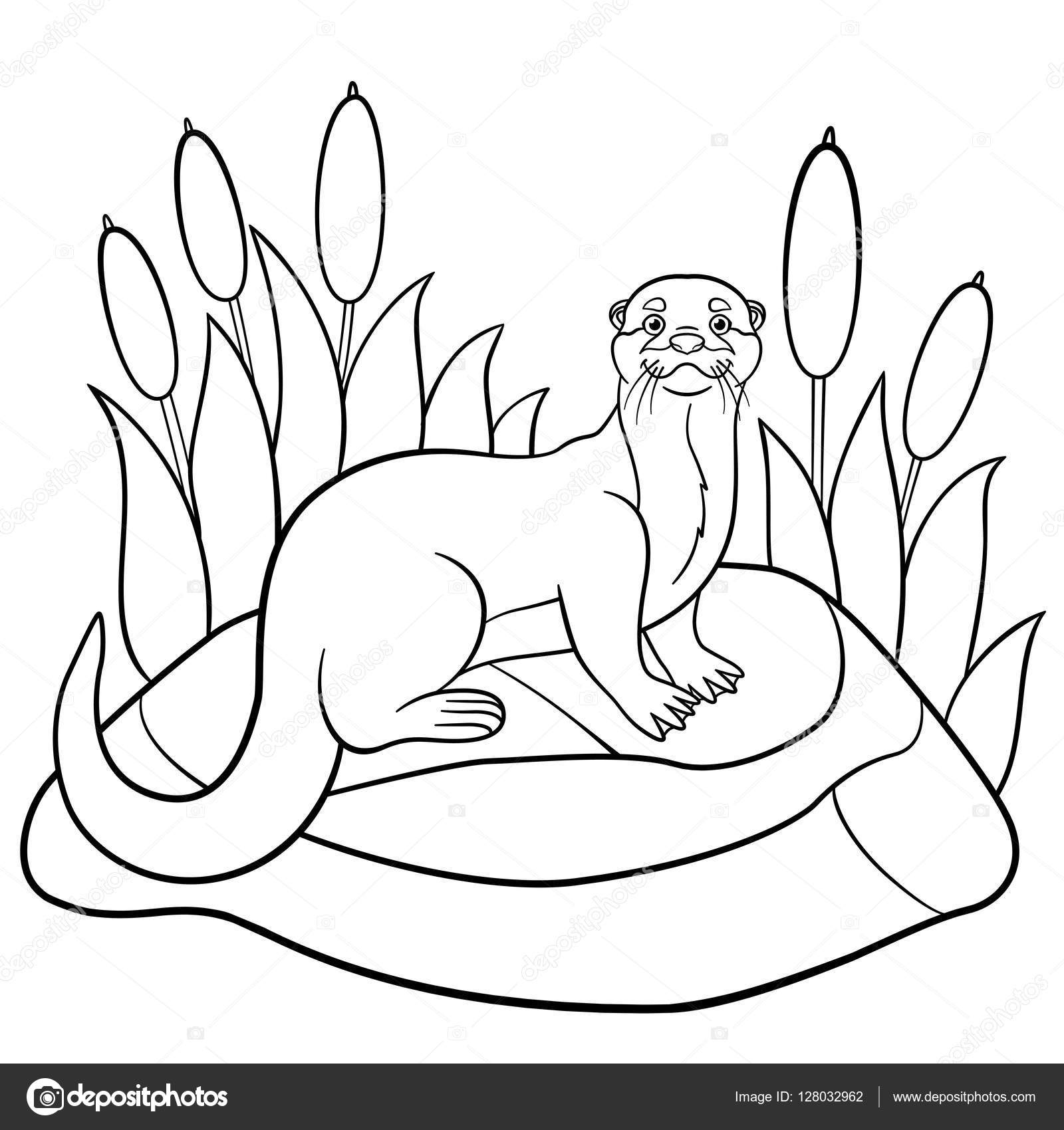 Coloring pages little cute otter stands on the stone stock vector by ya