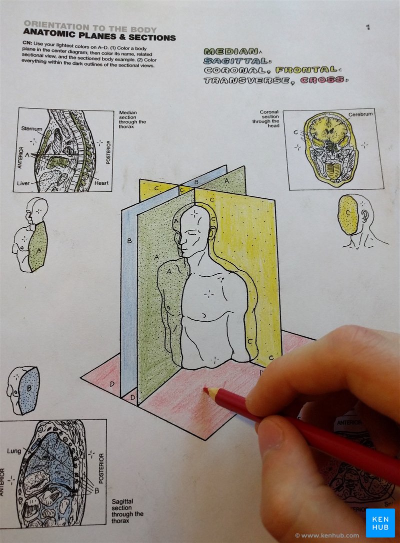 Anatomy coloring books how to use free pdf