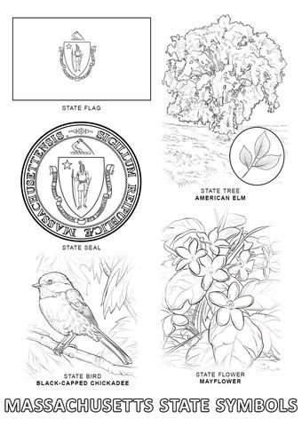 Massachusetts state symbols coloring page state symbols states project coloring pages