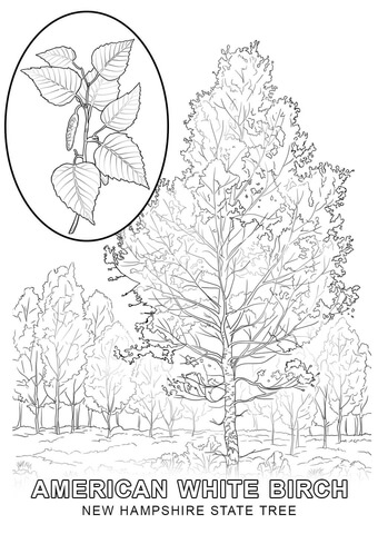 New hampshire state tree coloring page free printable coloring pages