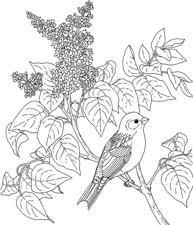 New hampshire purple finch coloring page purple kitty