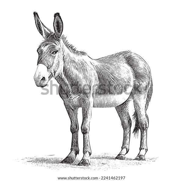 Sketch donkey images stock photos d objects vectors