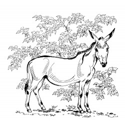 Donkeys coloring pages