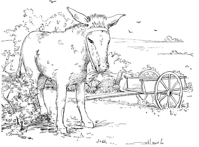 Donkey horse coloring pages animal coloring pages horse drawings