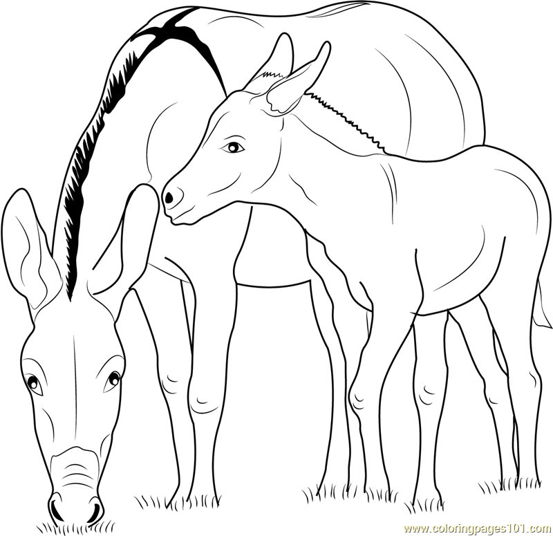 Baby zedonk with donkey mother coloring page for kids