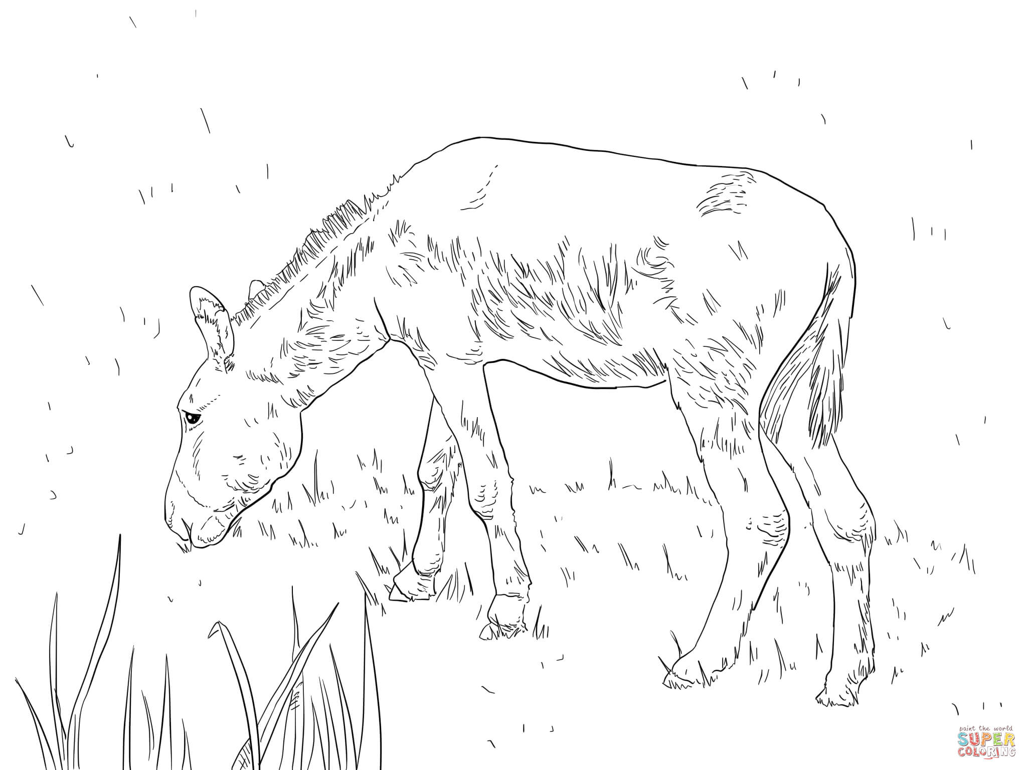 Feral donkey coloring page free printable coloring pages