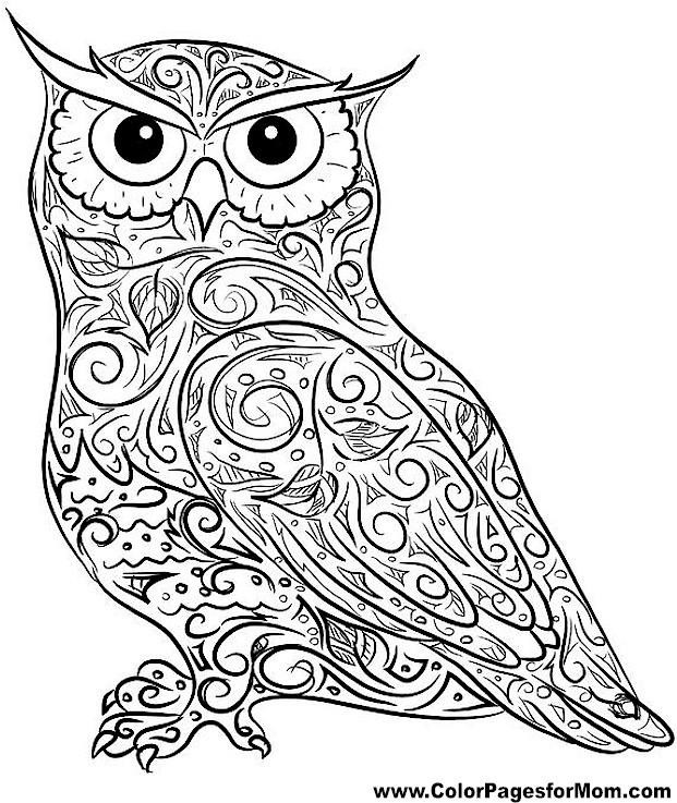 Owl coloring page