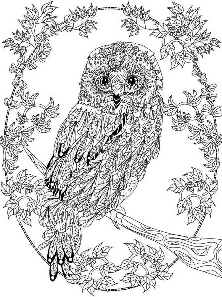 Owl coloring pages for adults