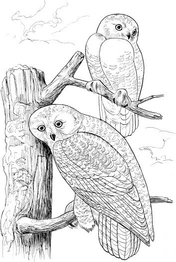 Two owls on tree owl coloring pages animal coloring pages bird coloring pages