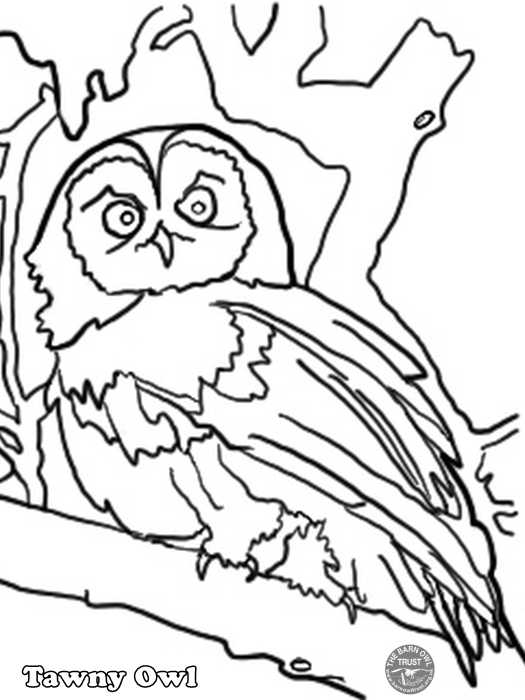 Tawny owl colouring page