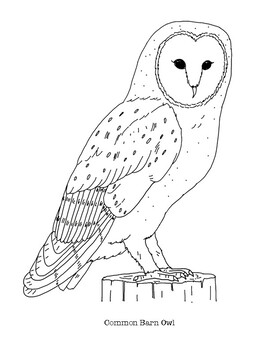 Mon barn owl coloring page by mama draw it tpt