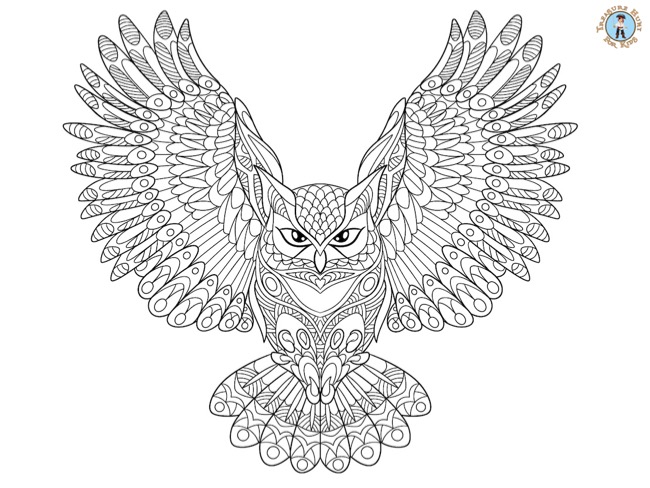 Owl detailed coloring page