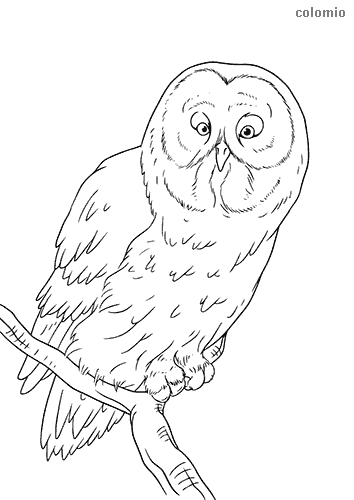 Owls coloring pages free printable owl coloring sheets