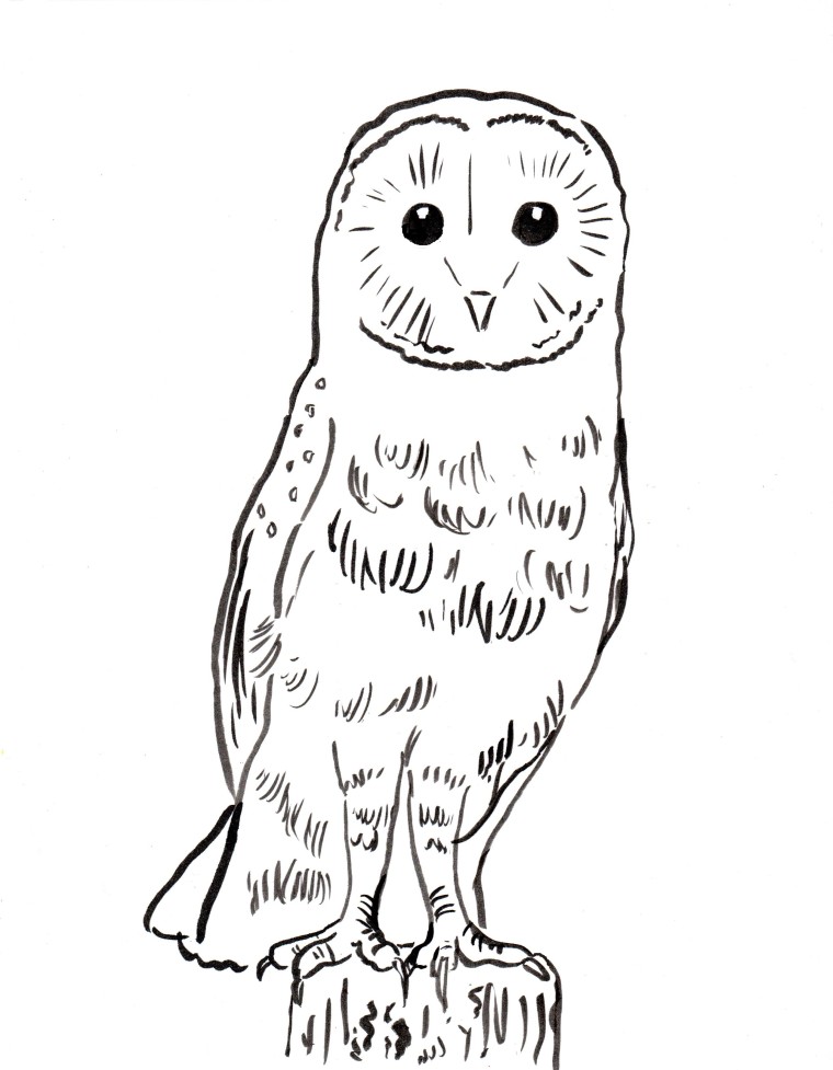 Barn owl coloring page