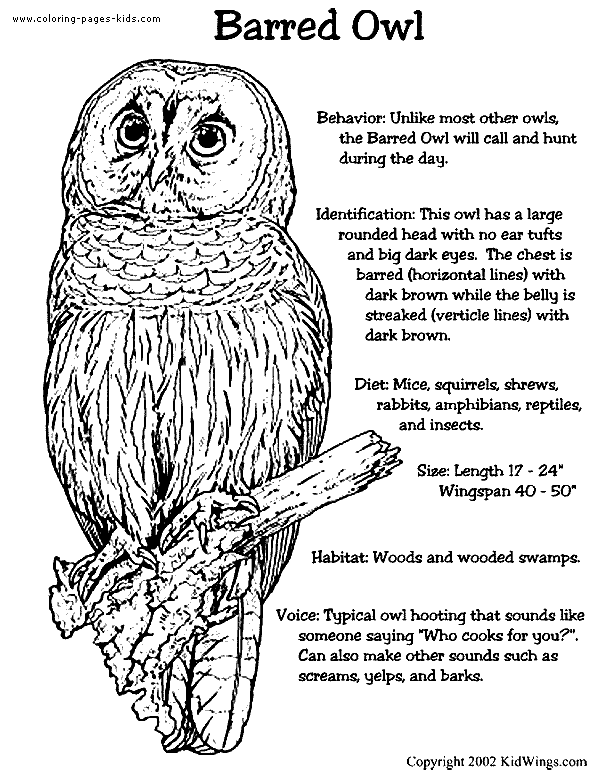 Barred owl color page