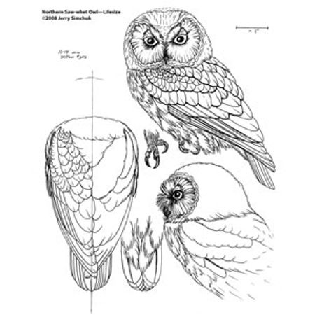 Wood carving pattern of a owl detail httpswwwfacebookbillsculpturestronconneusequâ wood carving patterns bird carving patterns wood carving designs