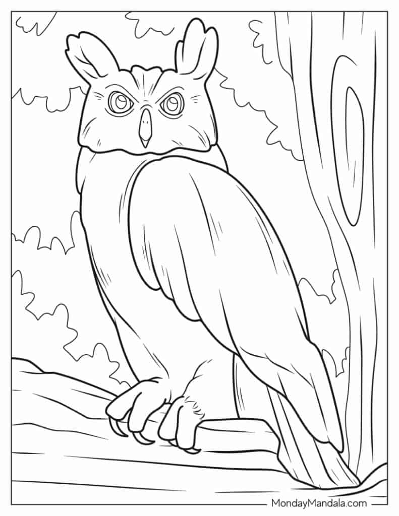 Owl coloring pages free pdf printables