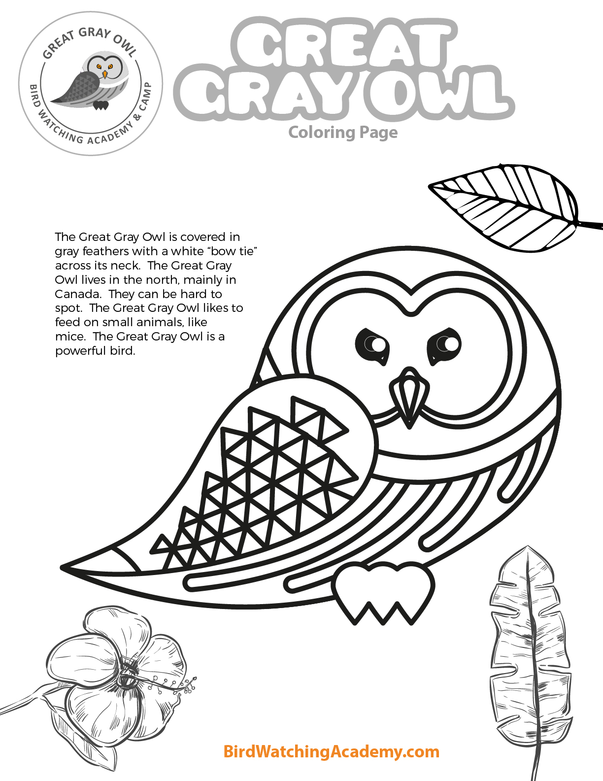 Great gray owl coloring page