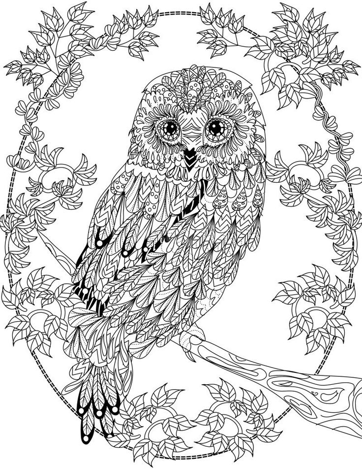 Owl coloring pages for adults free detailed owl coloring pages