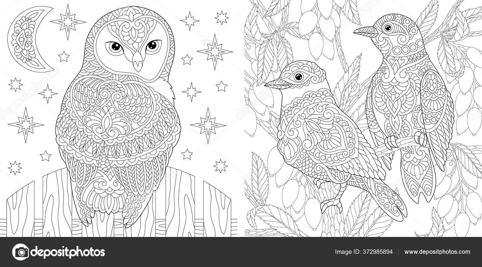 Adult coloring book beautiful owl couple lovely birds garden line stock vector by sybirko