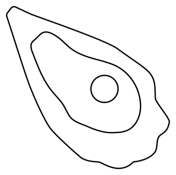 Oyster coloring pages free coloring pages