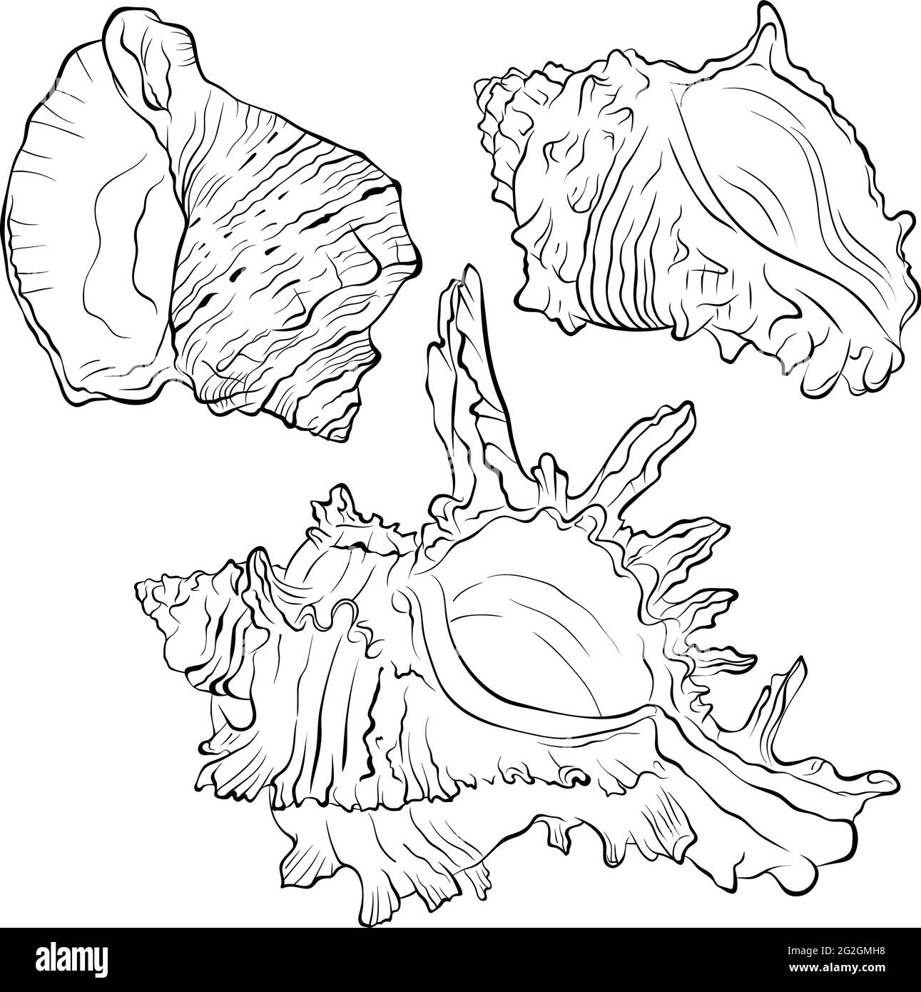 Seashell line art coloring book black and white stock photos images