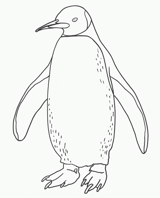 Penguin coloring page