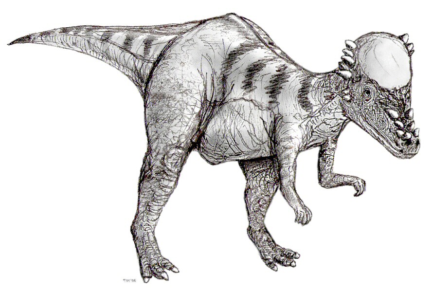 Filesketch pachycephalosaurusjpg