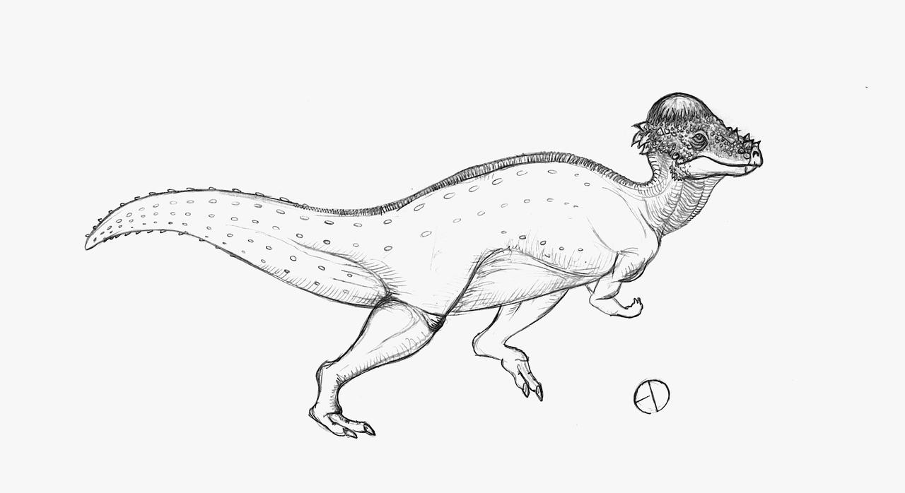 Pachycephalosaurus sketch by saurarch on