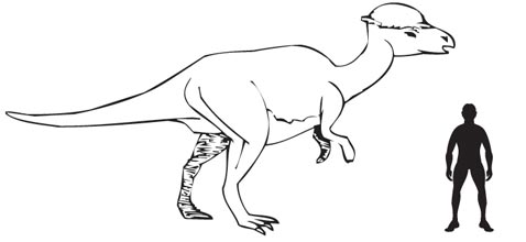 Pachycephalosaurus wyomingensis