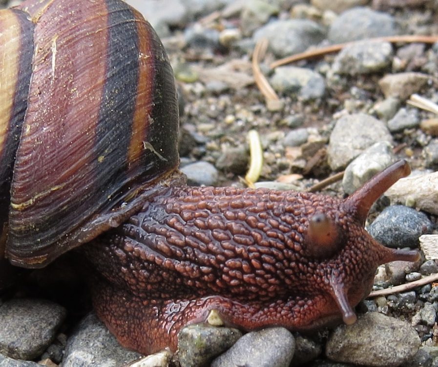 Pacific sideband snail vancouver island bc