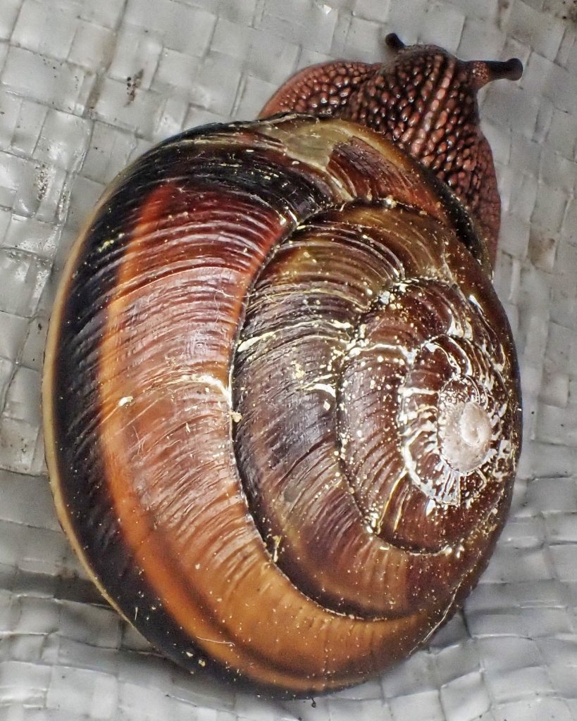Monadenia fidelis pacific sideband snail â things of the pacific northwest