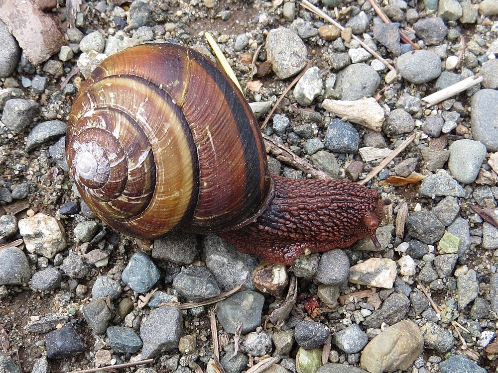 Pacific sideband snail vancouver island bc