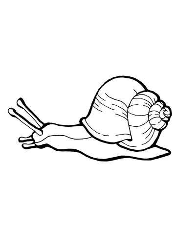 Snail coloring page free printable coloring pages