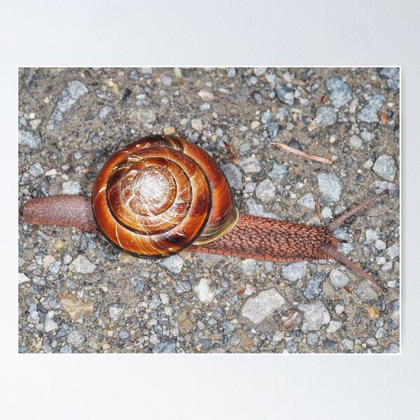 Pacific sideband snail monadenia fidelis poster for sale by sergii dymchenko