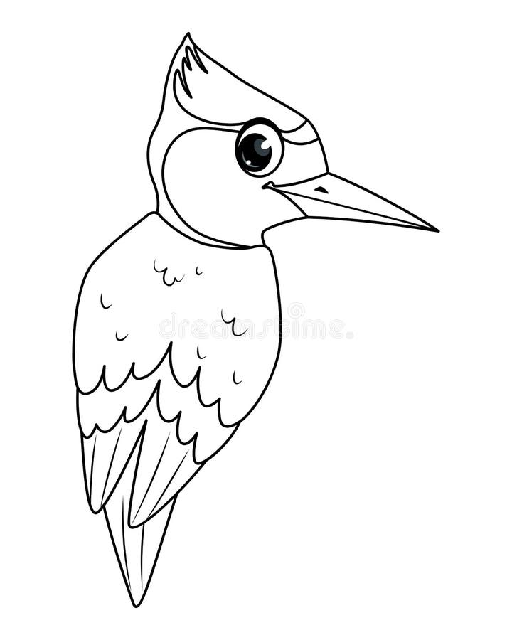 Woodpecker coloring stock illustrations â woodpecker coloring stock illustrations vectors clipart