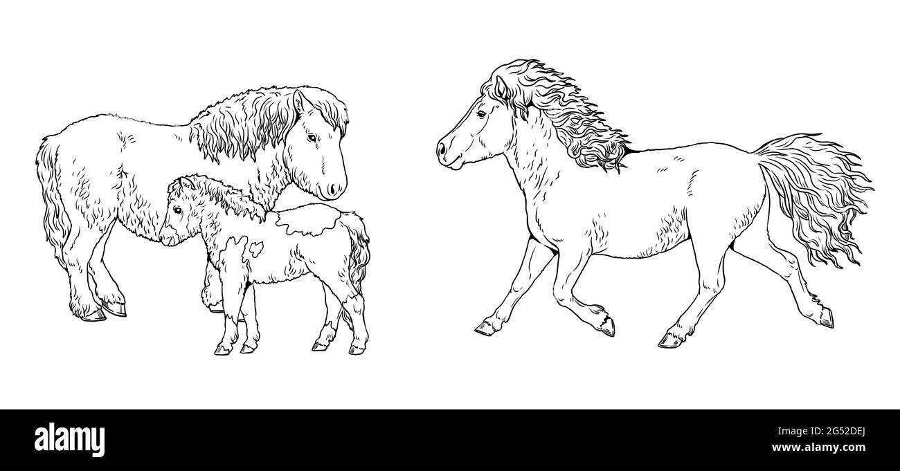 Pony mare with the foal galloping horse coloring page with horses digital template for children to paint stock photo