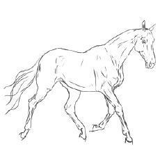 Top free printable horse coloring pages online