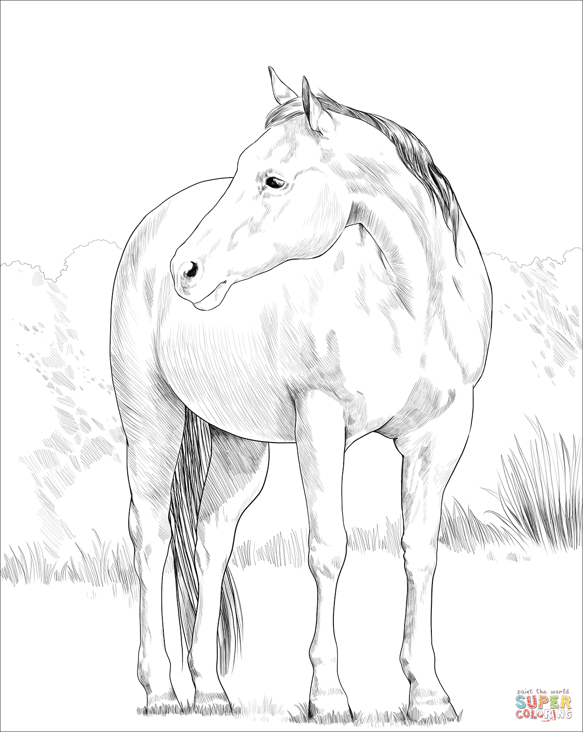 Quarter horse coloring page free printable coloring pages