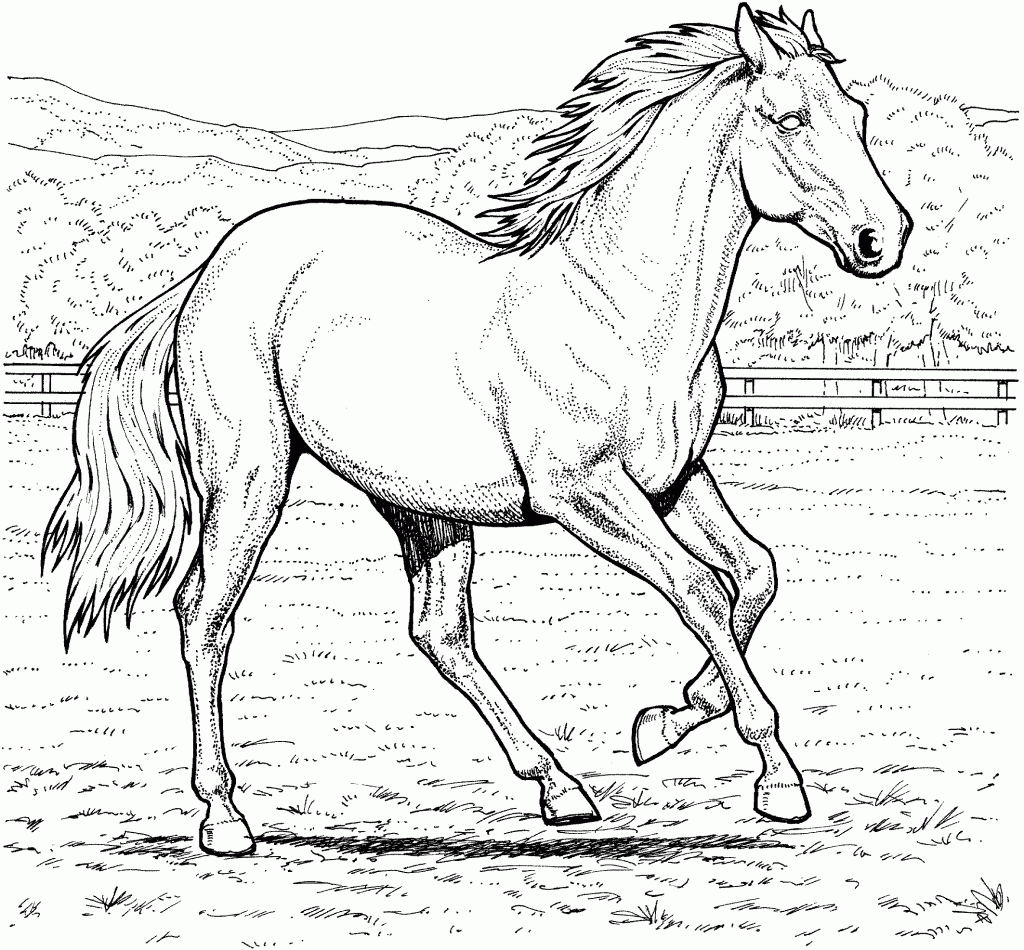 Horse coloring pages